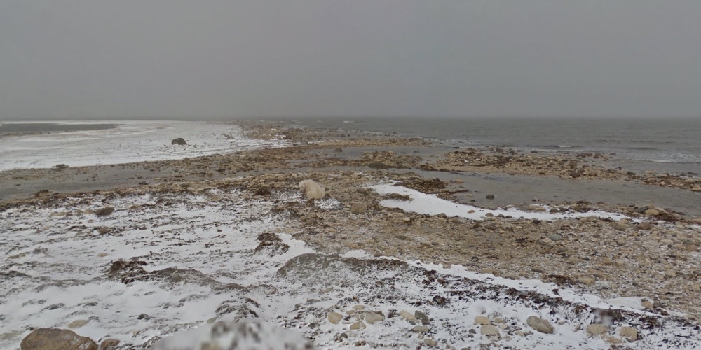 polar-bear-street-view