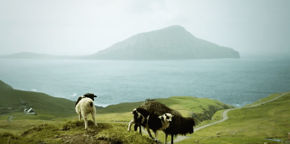 sheep view 360
