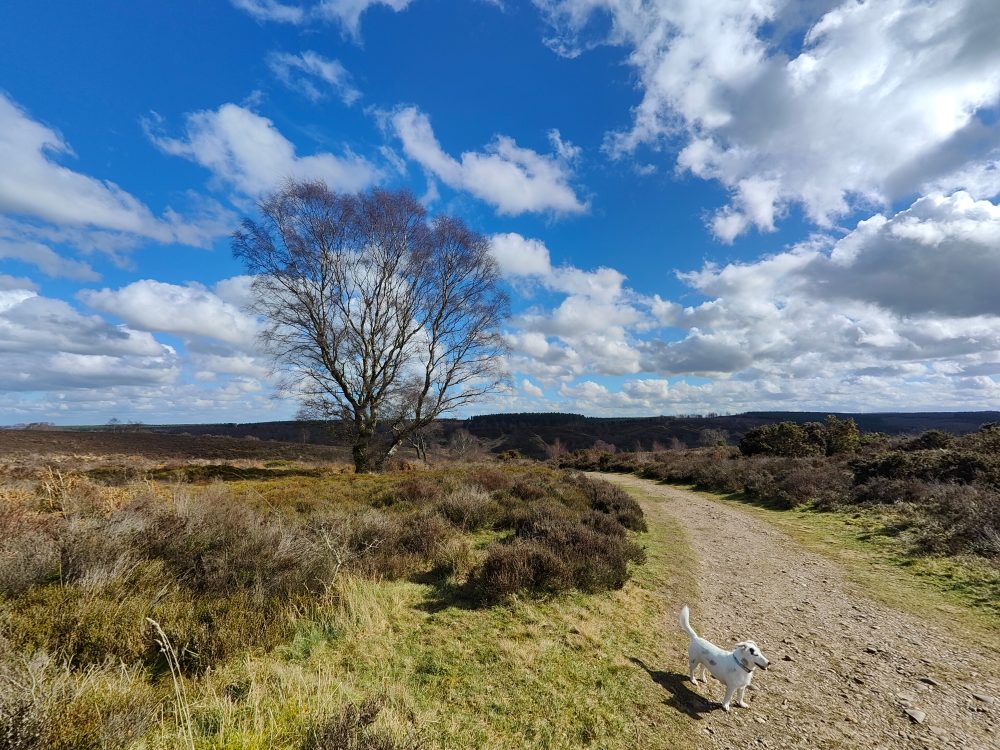 realme gt 2 pro camera image sample