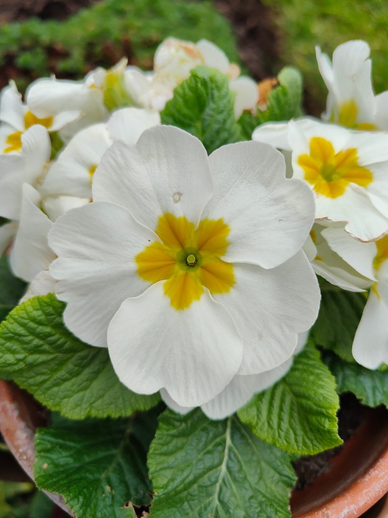 realme gt 2 pro camera image sample