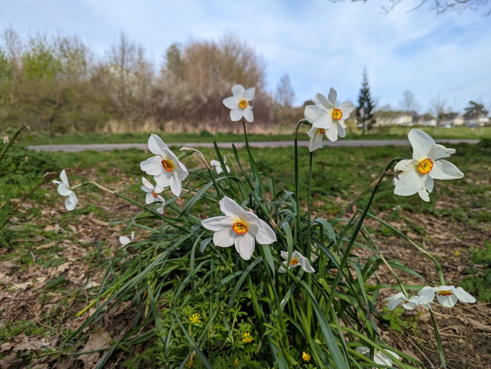 Google Pixel 6 Pro sample image of white daffodils
