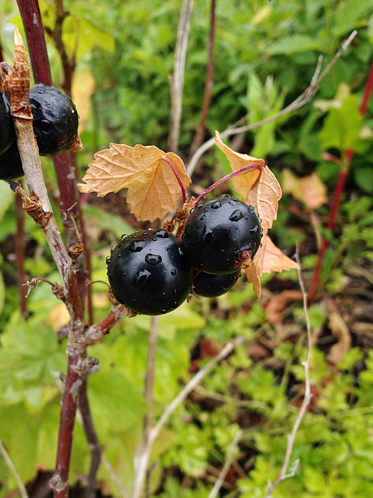 OnePlus 12 sample image