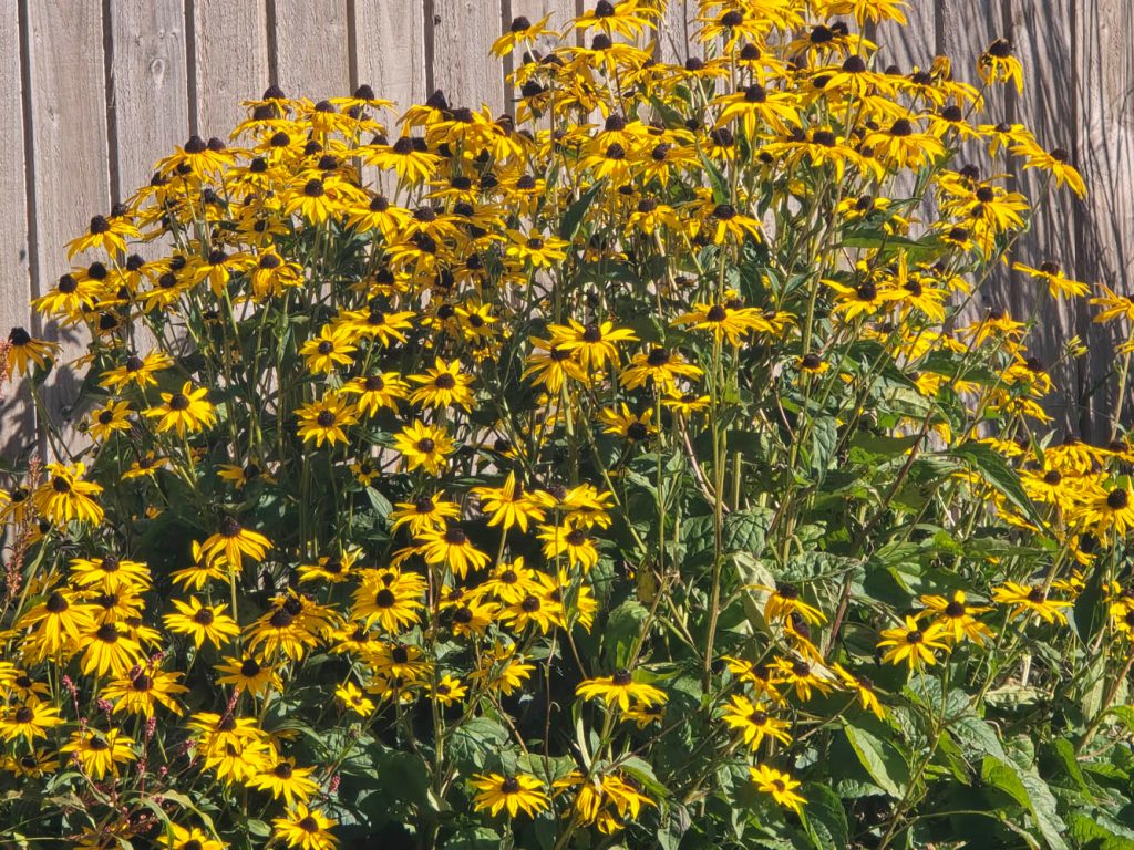 Galaxy S24 Ultra sample image