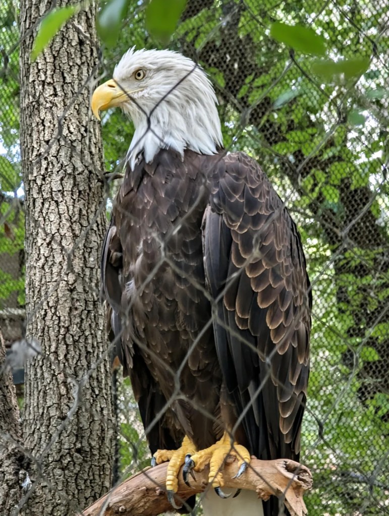 google photos chain link fence removal